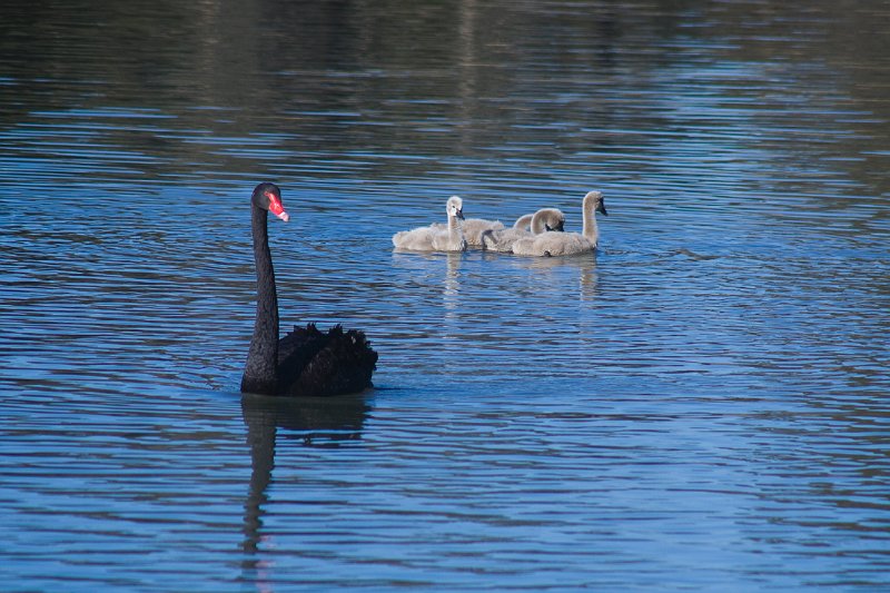 swan and chicks.jpg